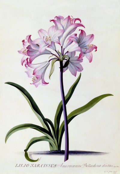 Lilio Narciso, c.1744 de Georg Dionysius Ehret